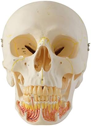 SHUBIAO-wcha Lobanju Model, Zubni Model, Zubni Zubar Model, Zubni i Pedijatrijski Stomatologiji Nastave